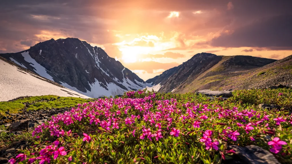 Valley of flowers view