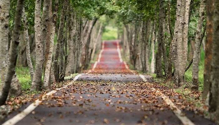 Offbeat Dehradun Hidden Gem - Rajpur Road