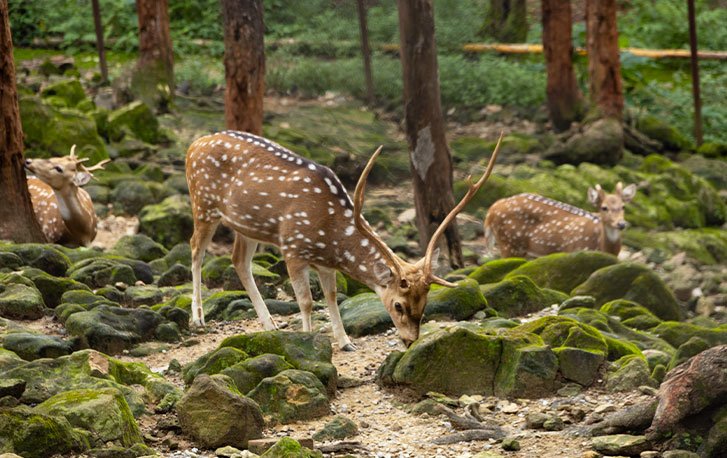 Offbeat Dehradun Hidden Gem - Malsi Deer Park